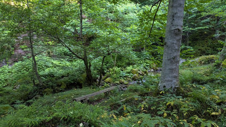 Скамейка в лесу