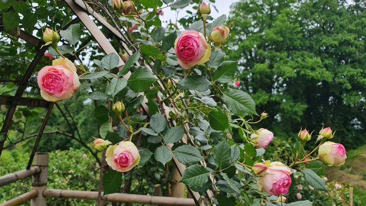 20230527_121410.jpg