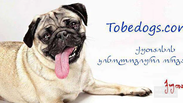 Tobe Dogs Club