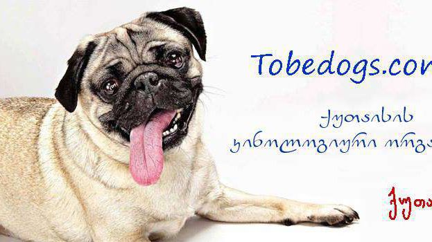 Tobe Dogs Club