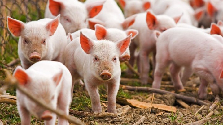 Свиноводство "Agro Imereti"