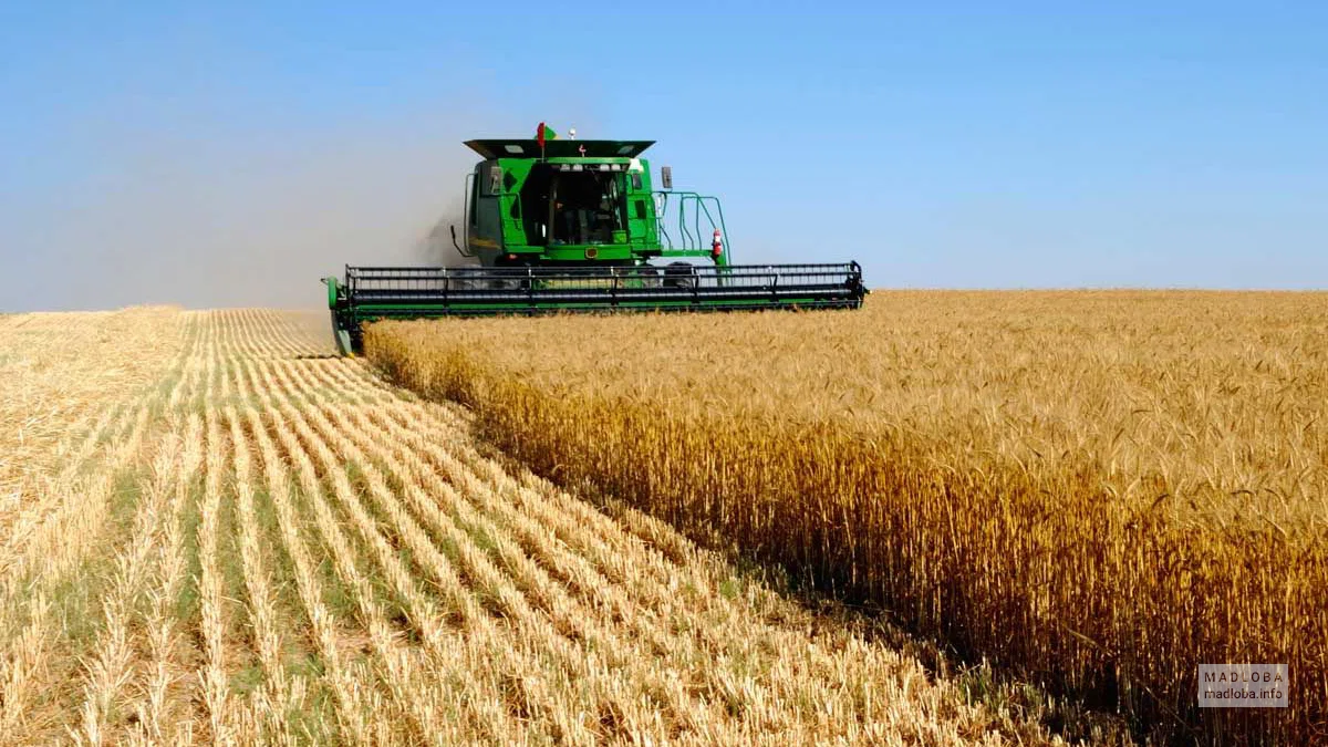 Agro Shulaveri