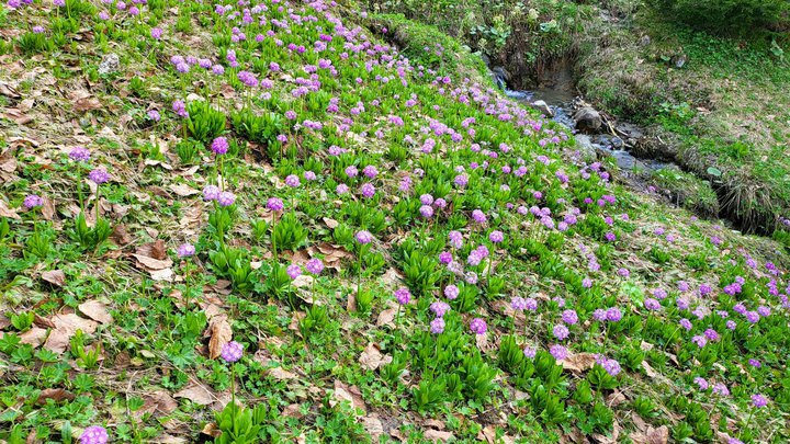 Goderdzi Alpine Garden