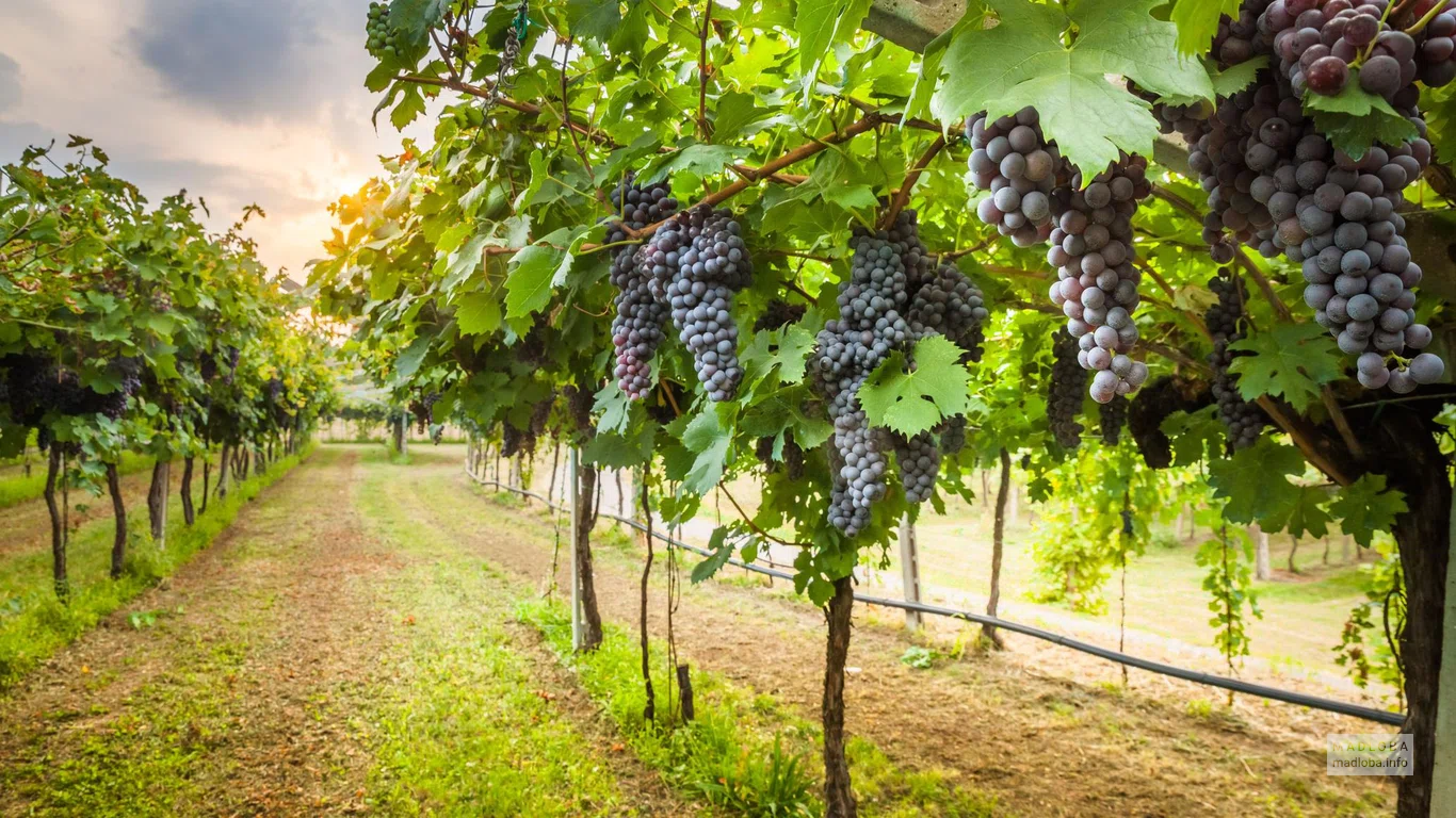 Плантация с виноградом компании Askaneli Winery&Distillery