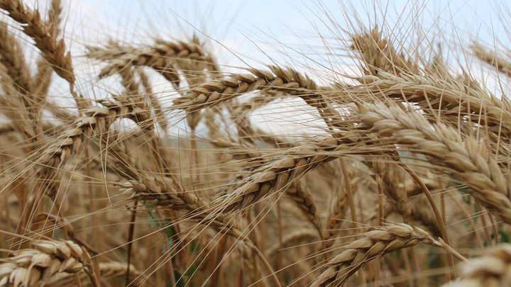 Поставщик муки, зерна и круп "Aspria Seeds Georgia"