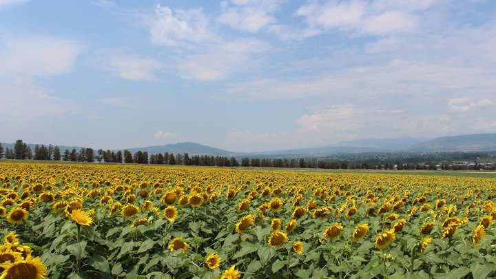 Поставщик муки, зерна и круп "Aspria Seeds Georgia"