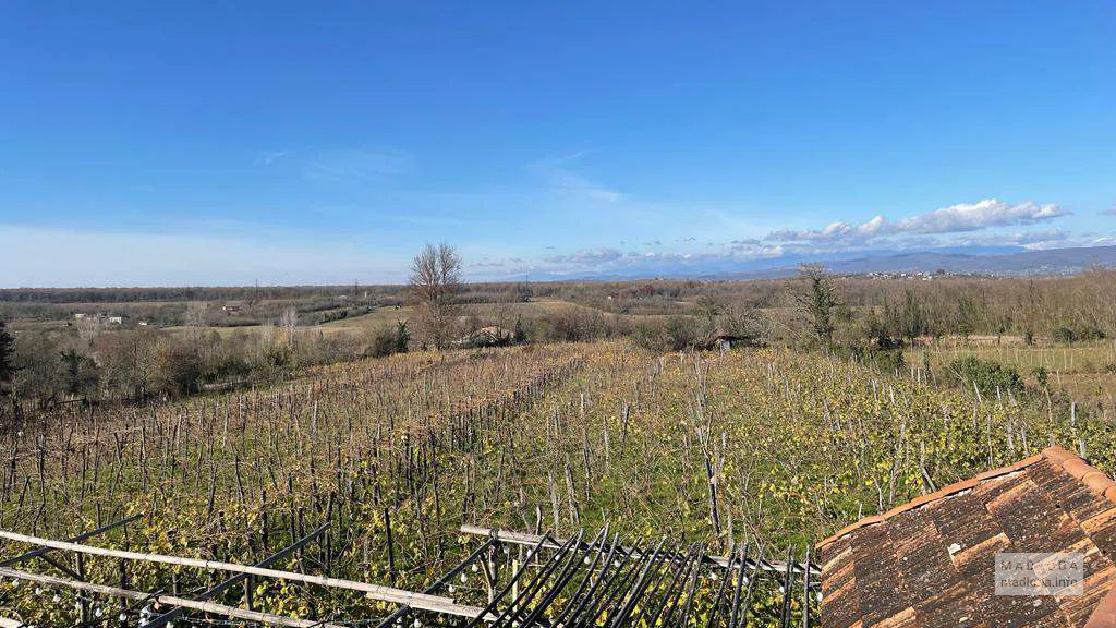 Виноградники  Baia's Wine в Имеретии