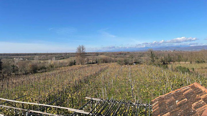 Baia's Wine