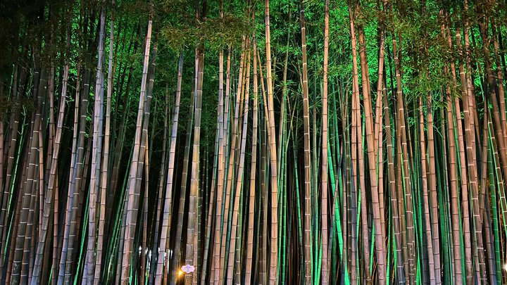 Bamboo Grove