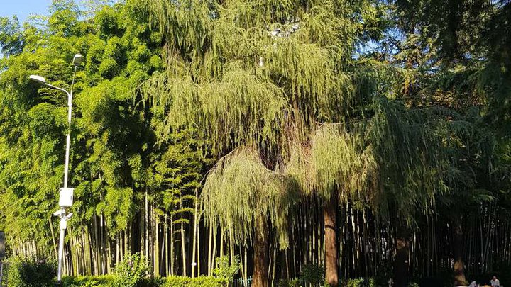 Bamboo Grove