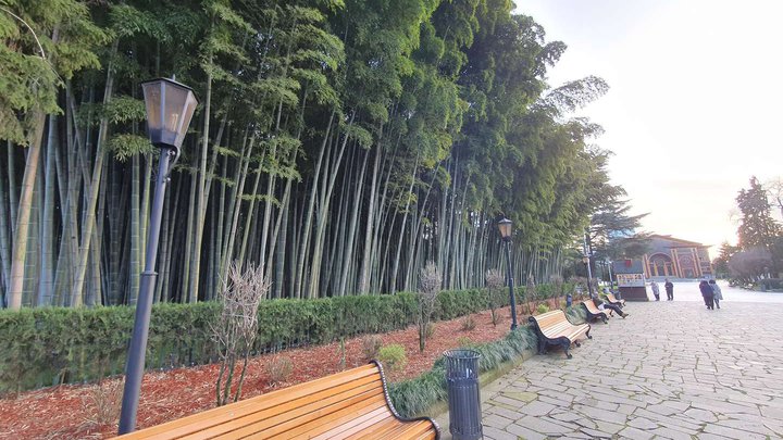 Bamboo Grove