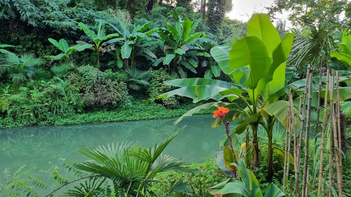 Banana Grove | Tsikhisdziri Garden