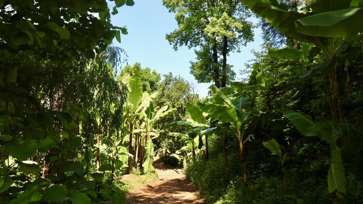 Banana Grove | Tsikhisdziri Garden