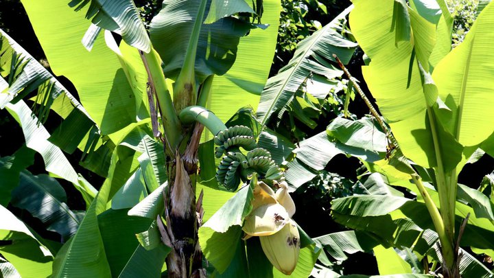 Banana Grove | Tsikhisdziri Garden