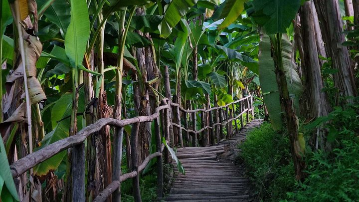 Banana Grove | Tsikhisdziri Garden