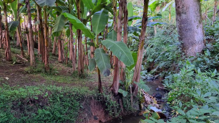 Banana Grove | Tsikhisdziri Garden
