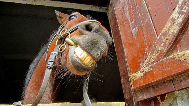 Batumi Horse Club