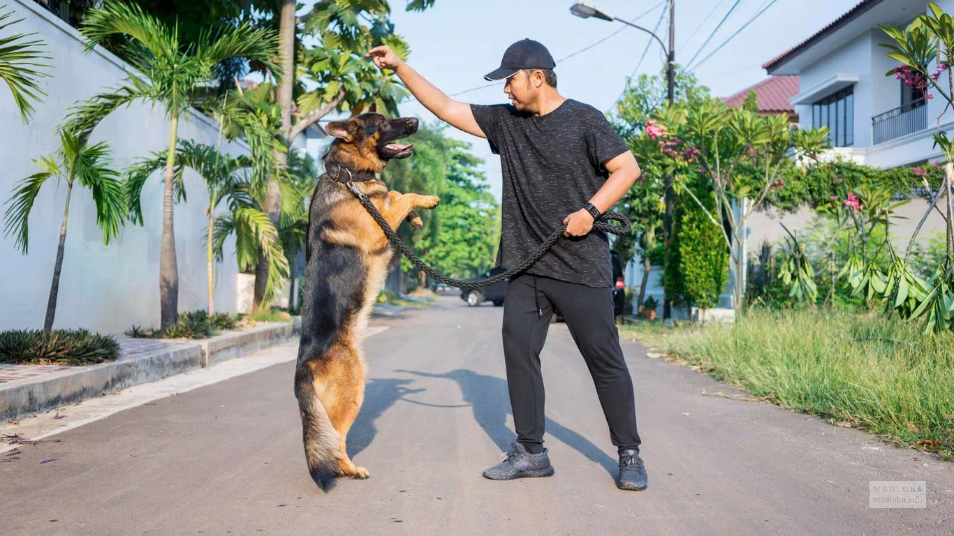 Batumi Dog Trainer – тренер по дрессировке собак в Батуми