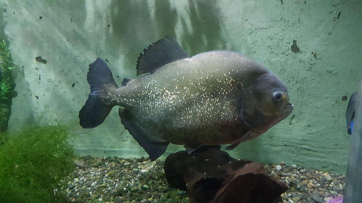 Batumi Aquarium