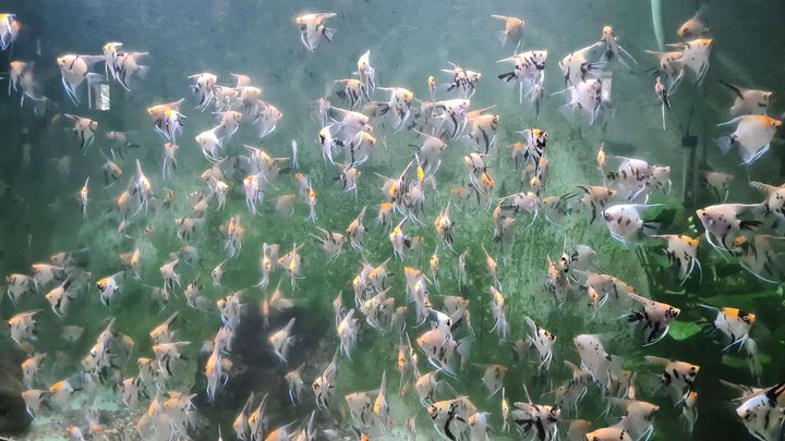 Batumi Aquarium