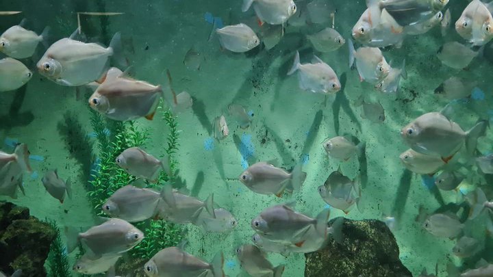 Batumi Aquarium