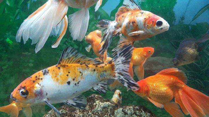 Batumi Aquarium