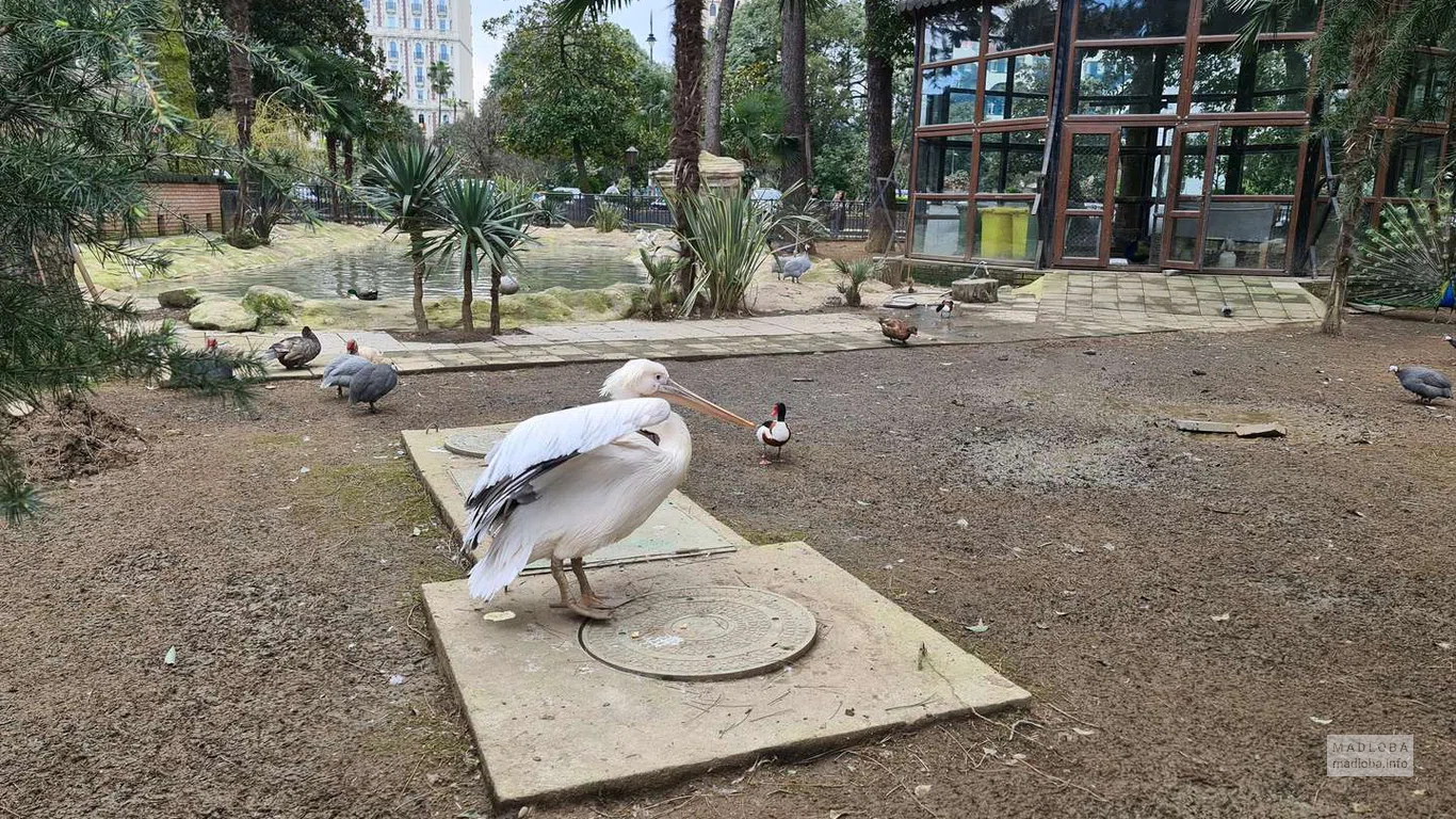 Пеликан в Батумском птичнике