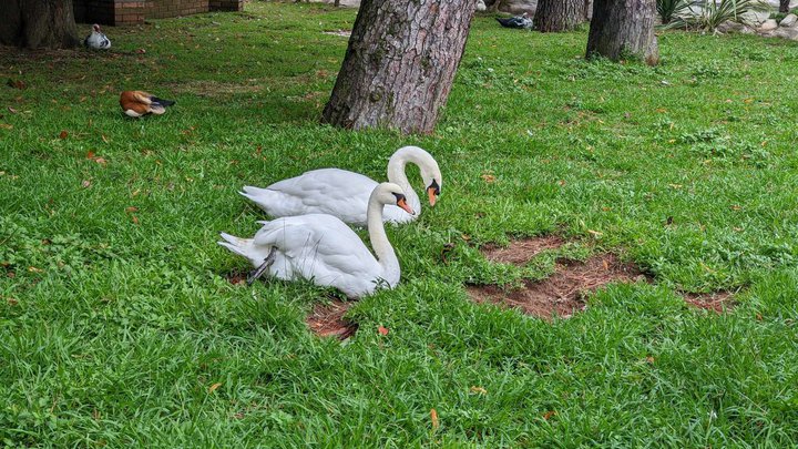 Bird Zoo
