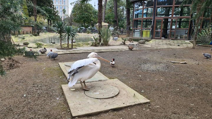 Bird Zoo