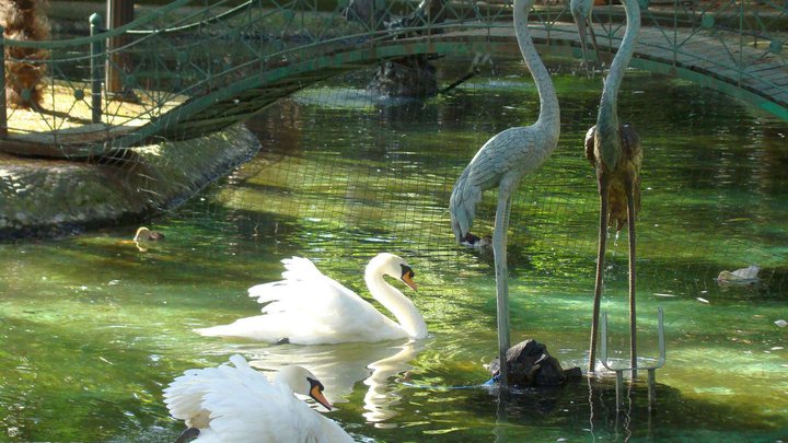 Bird Zoo