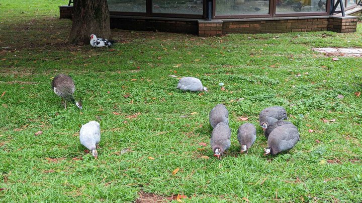 Bird Zoo