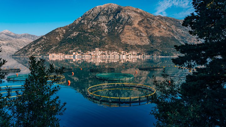 Biorasi