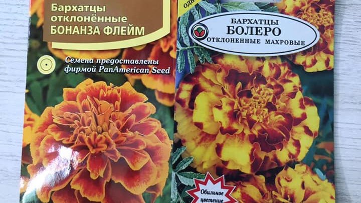 ბოტანიკა