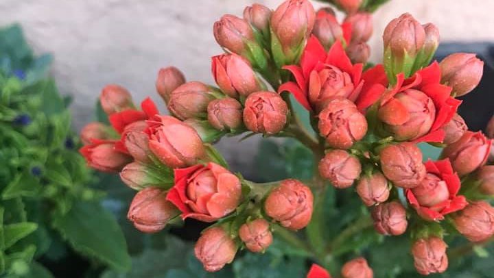 ბოტანიკა