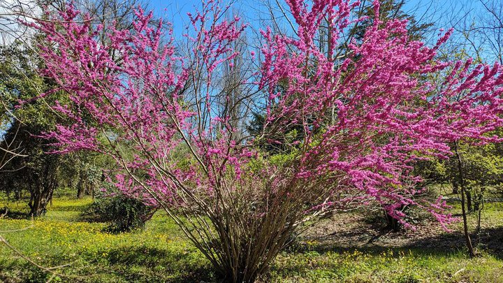 Kutaisi Botanical Garden