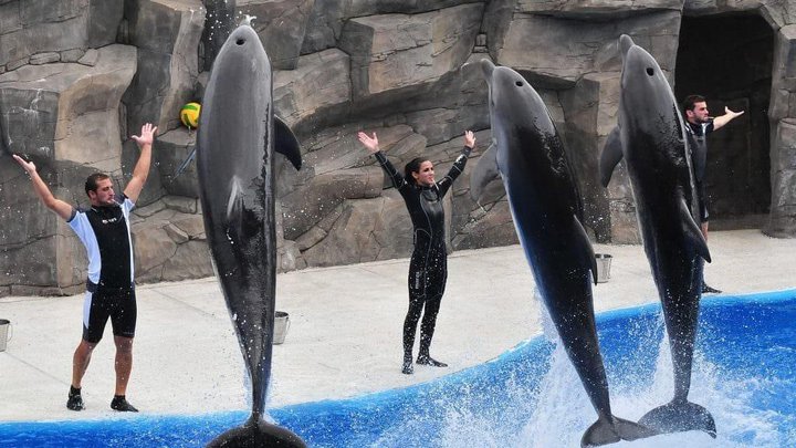 Batumi Dolphinarium