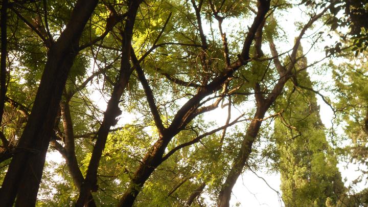 Digomi Forest Park