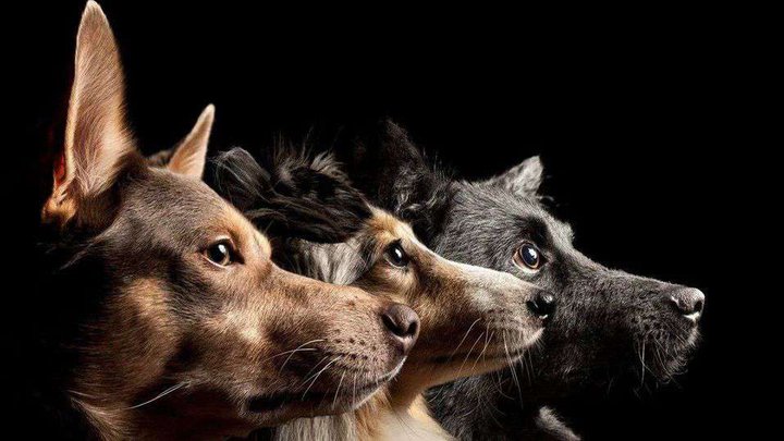 Dogs Practical | Teimuraz Tumanishvili
