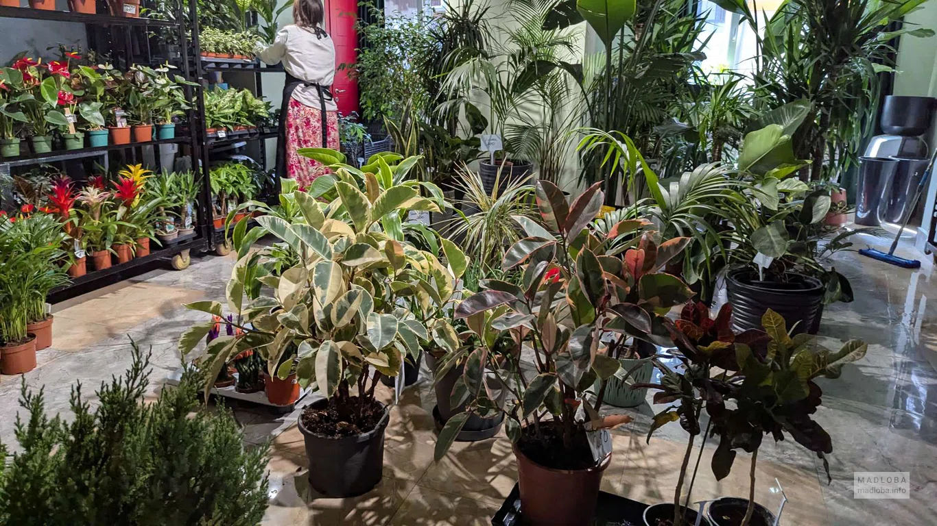 Geo botanic