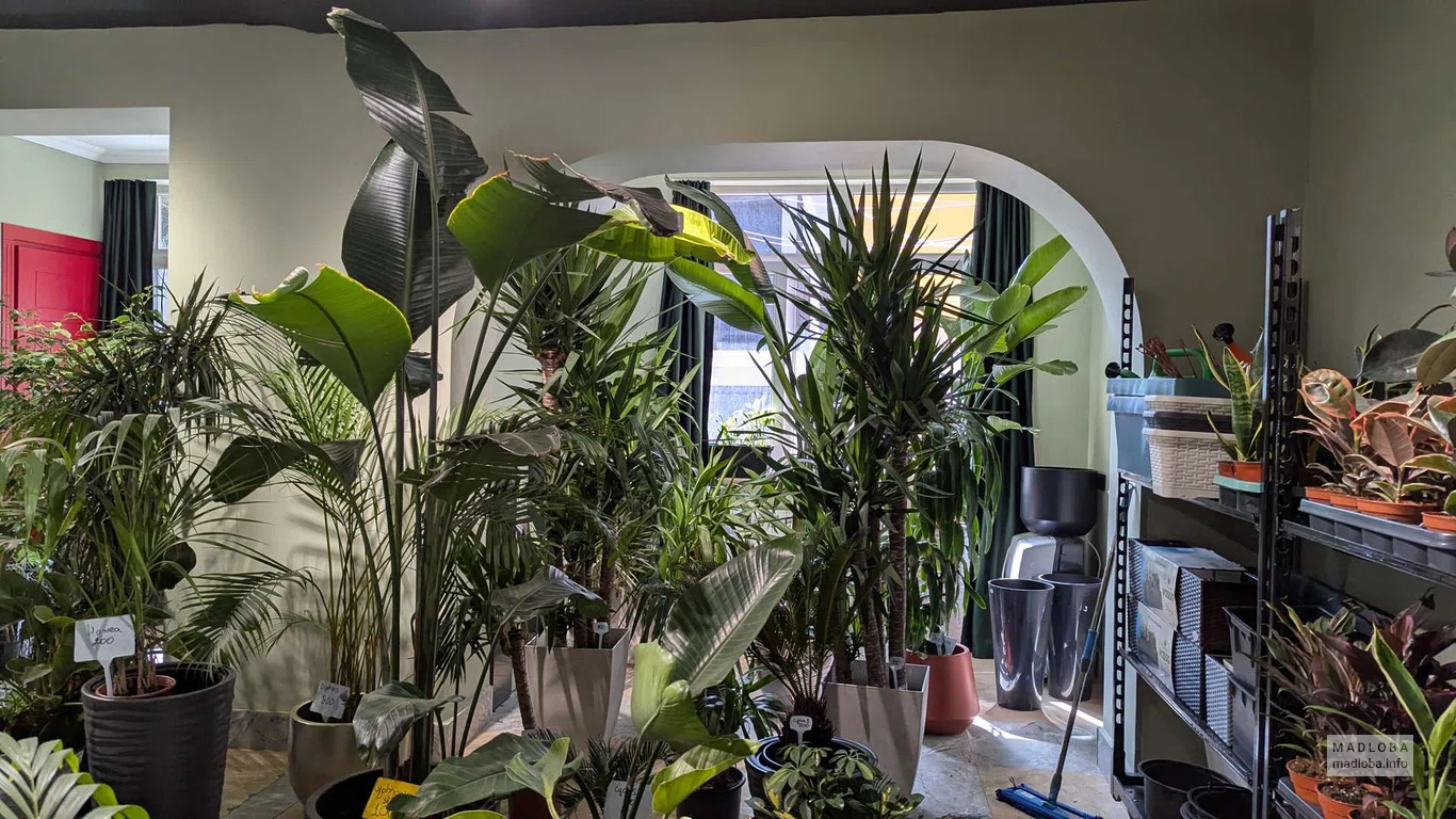 Geo botanic