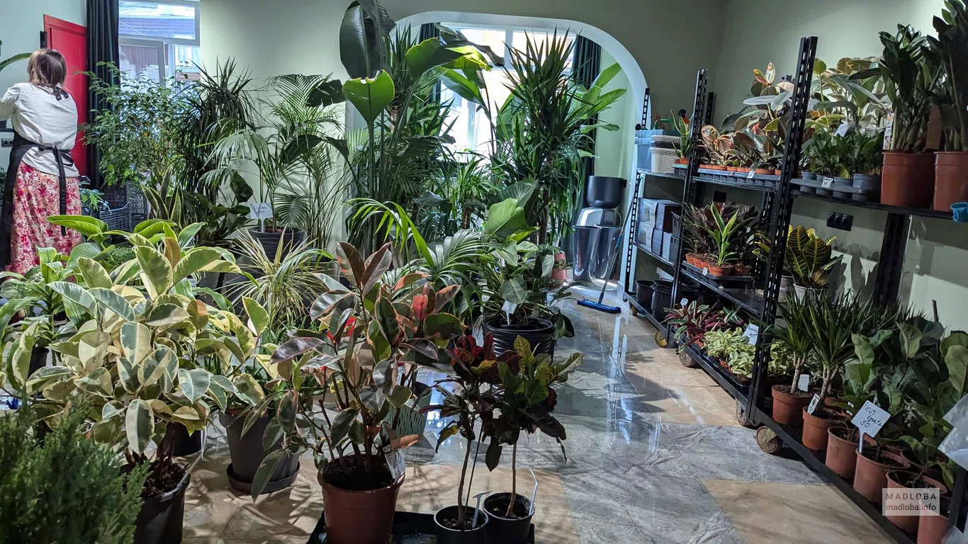 Geo botanic