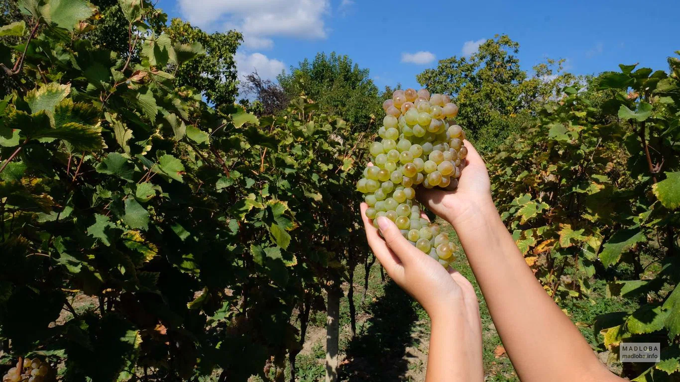 Сбор винограда в Giuaani Winery