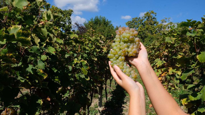 Giuaani Winery