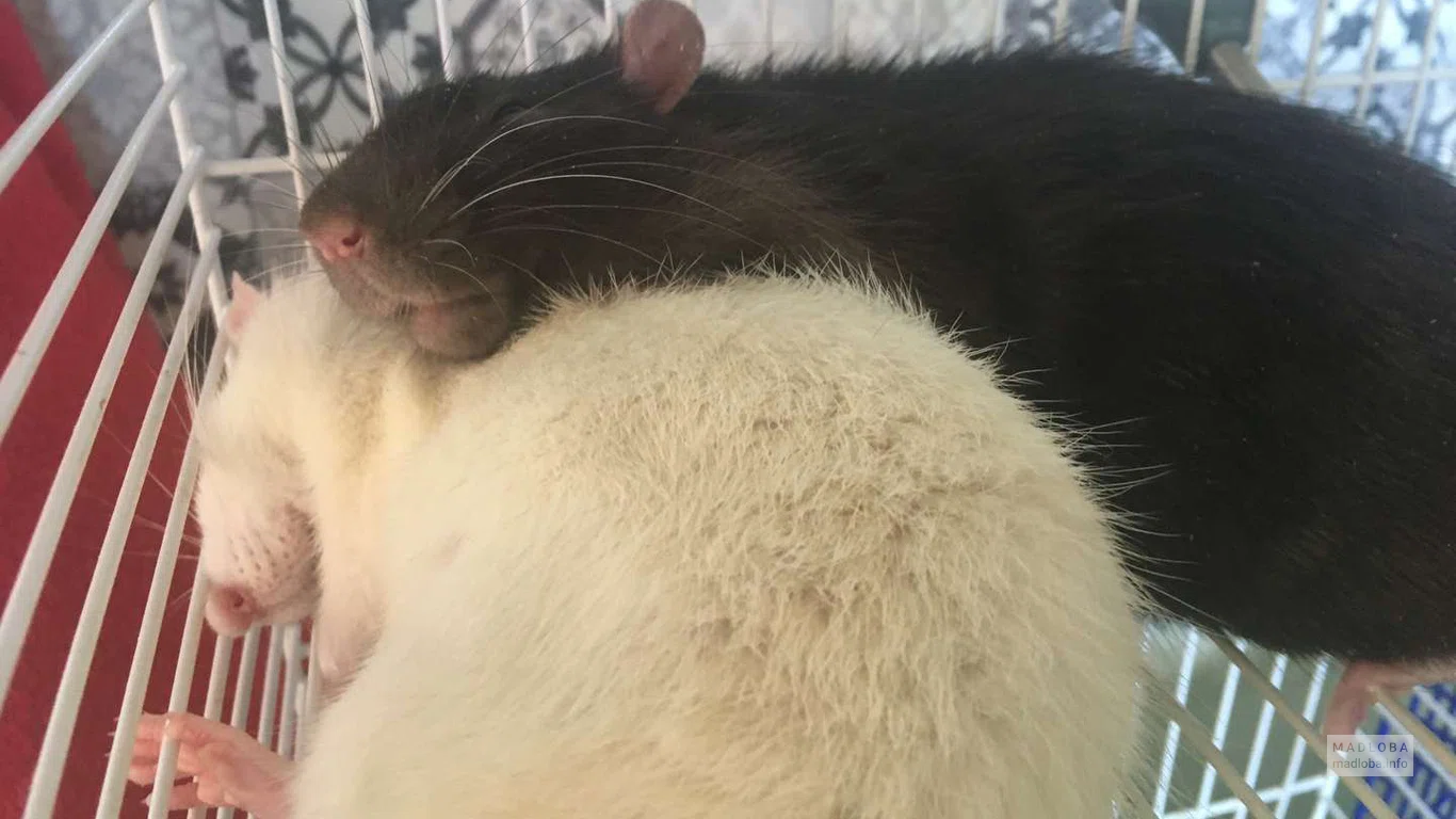 Кот на приёме у ветеринара