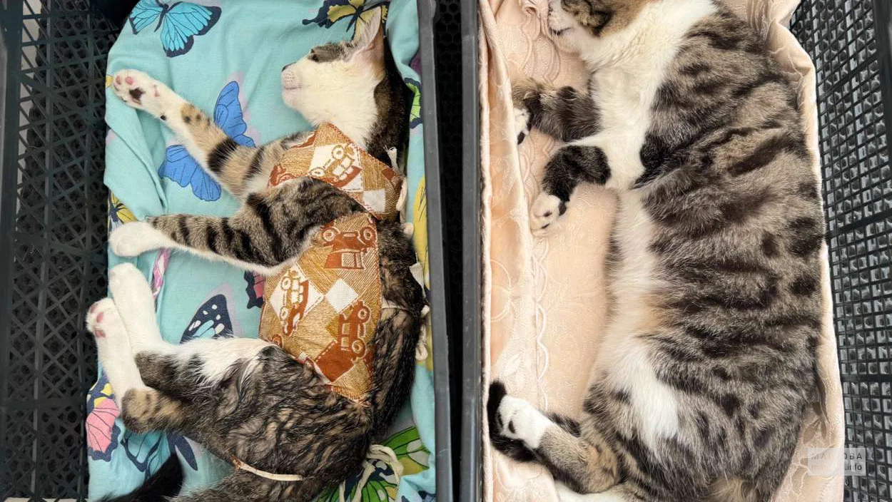Кот на приёме у ветеринара