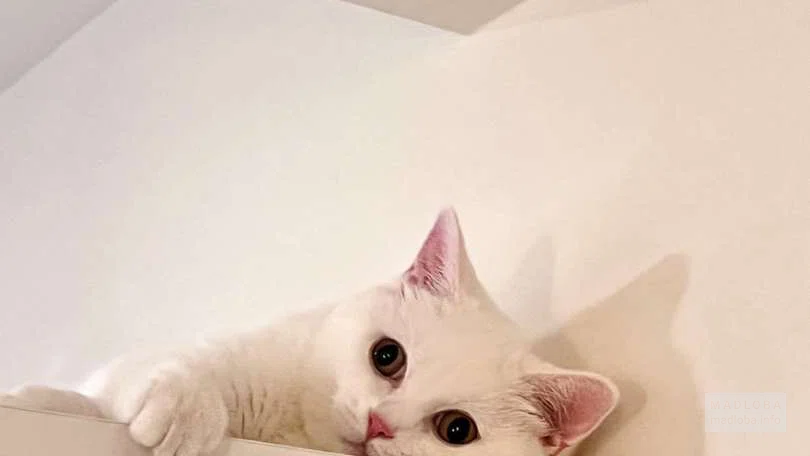 Кот на приёме у ветеринара