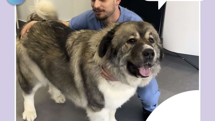 Woofy