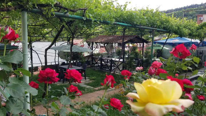 მწვანე ვარდი