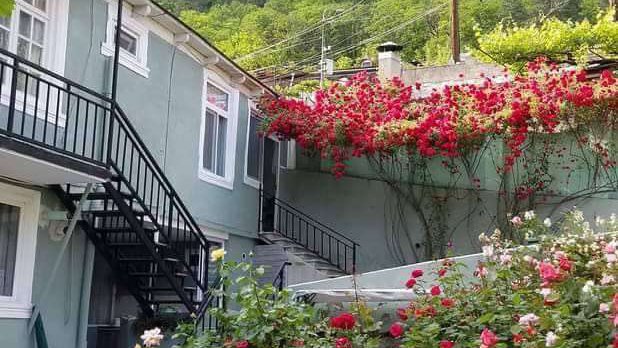 მწვანე ვარდი