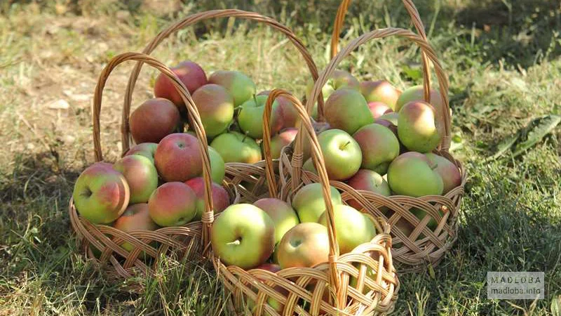 Яблоки в корзинке для компании "Chirina"